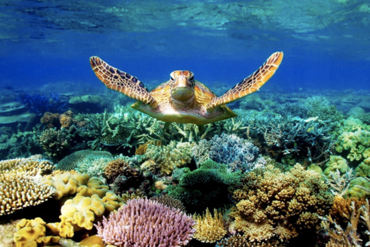 this-is-the-great-barrier-reef-queensland-australia-please-help-us